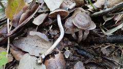 Hydrocybe