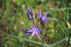 Camassia leichtlinii