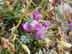 Oxytropis amethystea