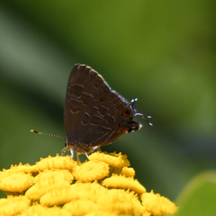 Satyrium liparops