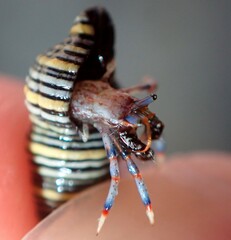 Clibanarius tricolor