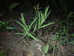 Asclepias viridiflora