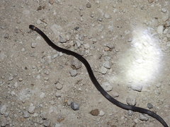 Tantilla cuniculator