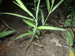 Neolasioptera asclepiae