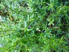 Galianthe bogotensis