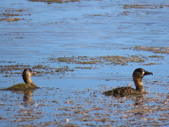 Thalassornis leuconotus