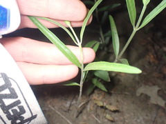 Asclepias viridiflora