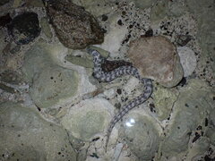 Myrichthys breviceps