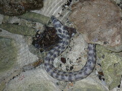 Myrichthys breviceps