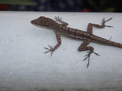 Anolis bonairensis