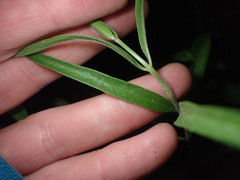 Neolasioptera asclepiae