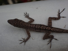 Anolis bonairensis
