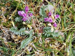 Oxytropis amethystea