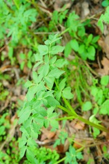 Angelica californica