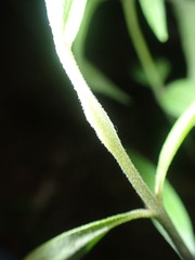 Neolasioptera asclepiae