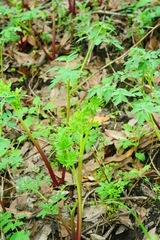 Angelica californica