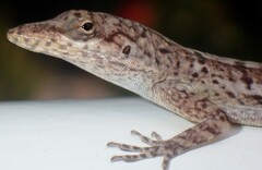 Anolis bonairensis