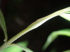 Neolasioptera asclepiae