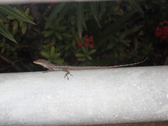 Anolis bonairensis