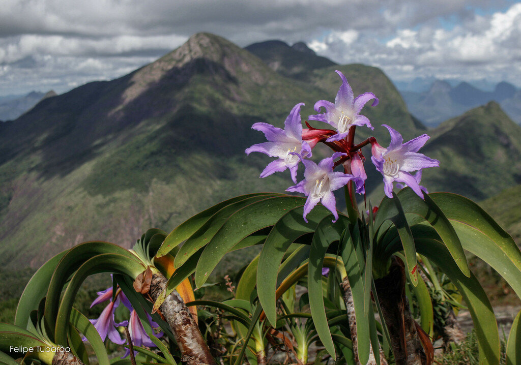 Empress of Brazil (Worsleya procera) · iNaturalist