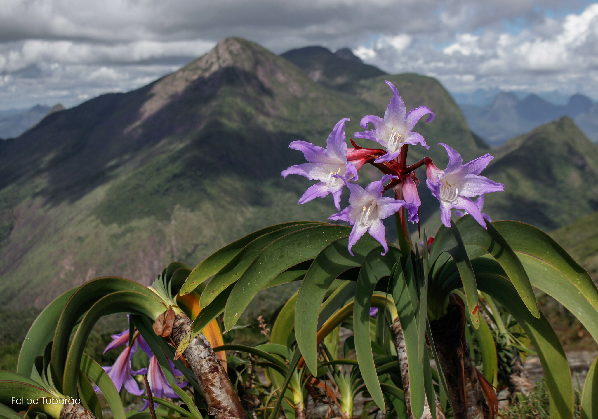 Genus Worsleya · iNaturalist