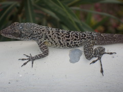 Anolis bonairensis