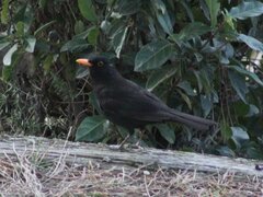 Turdus merula