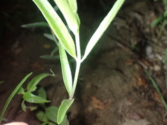 Asclepias viridiflora