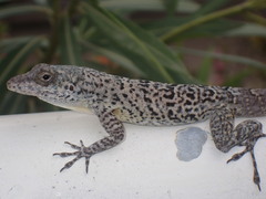 Anolis bonairensis