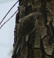 Certhia brachydactyla