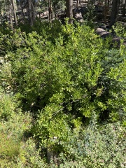 Quercus vacciniifolia