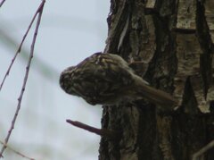 Certhia brachydactyla