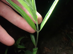 Asclepias viridiflora