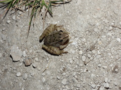 Lithobates brownorum