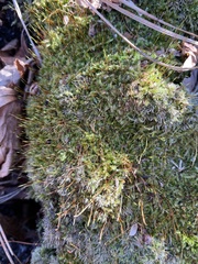 Herzogiella striatella