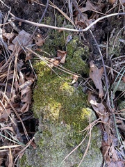 Herzogiella striatella