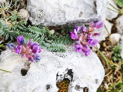 Oxytropis amethystea