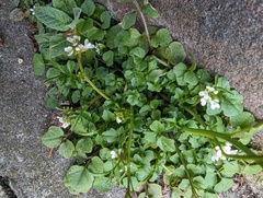 Cardamine hirsuta