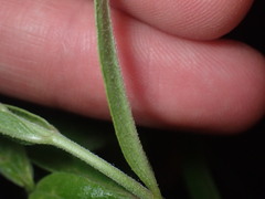 Asclepias viridiflora
