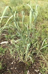 Panicum virgatum