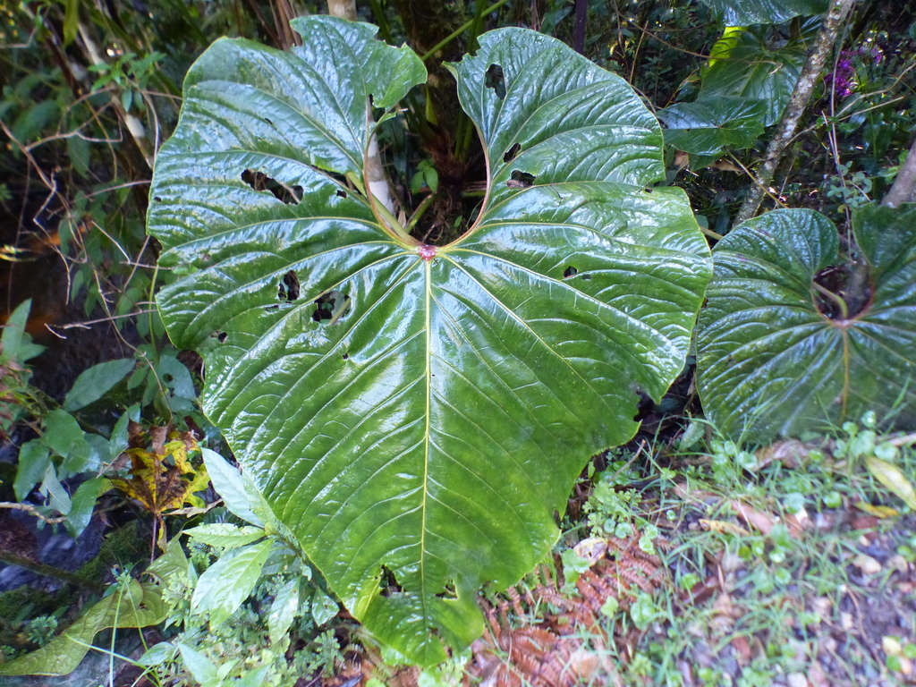 Anthurium giganteum; photograph (c) Ariel Gallego, some rights reserved (CC BY)