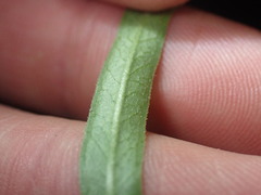 Asclepias viridiflora