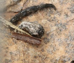 Strophosoma capitatum