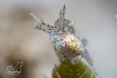 Thecacera pennigera