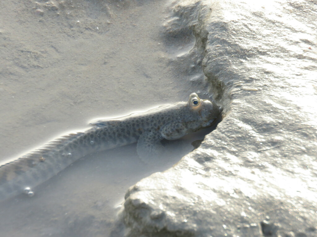 Indian Ocean Slender Mudskipper