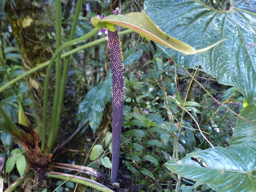 Anthurium giganteum, photograph 2
