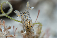 Thecacera pennigera