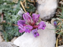 Oxytropis amethystea