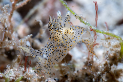 Thecacera pennigera