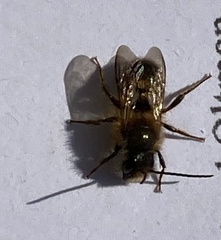 Osmia
